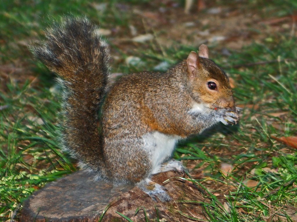 Sciurus carolinensis